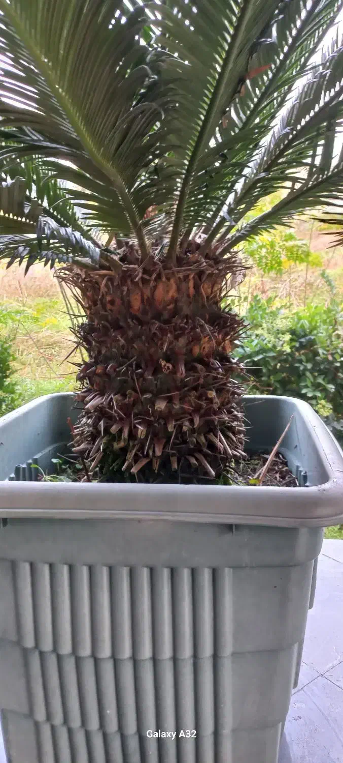 سیکاس ۱۰ساله|گل و گیاه طبیعی|نوشهر, |دیوار