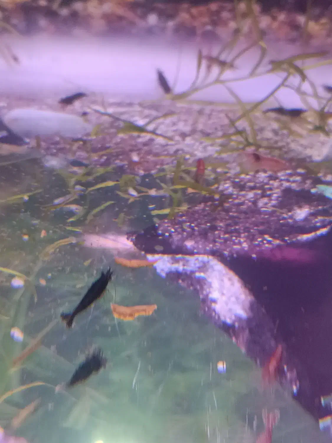 شریمپ|ماهی|اردبیل, |دیوار