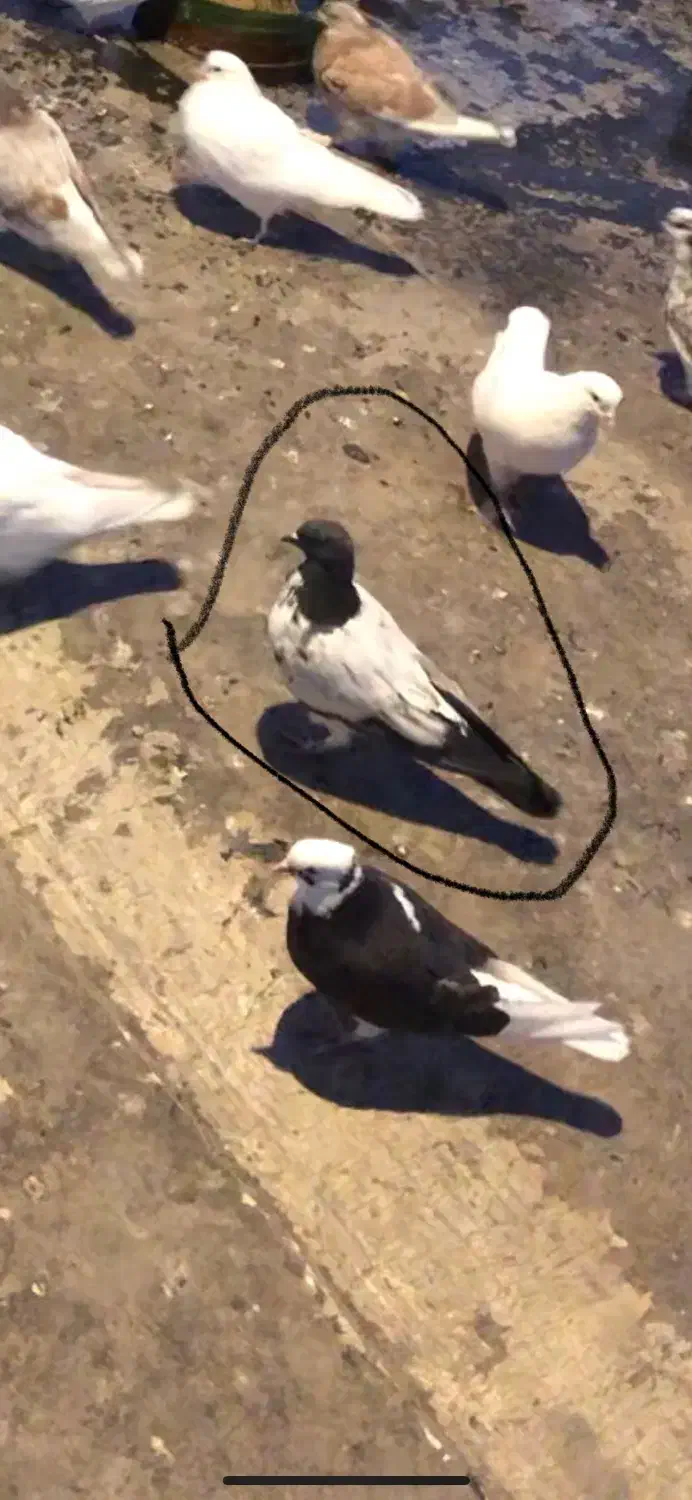 کفتر گم شده|حیوانات|رودهن, |دیوار