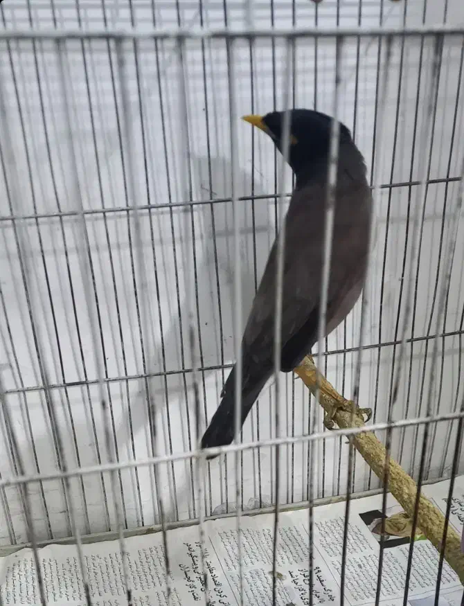 مرغ مینا|پرنده|تهران, ارجمندی راد|دیوار