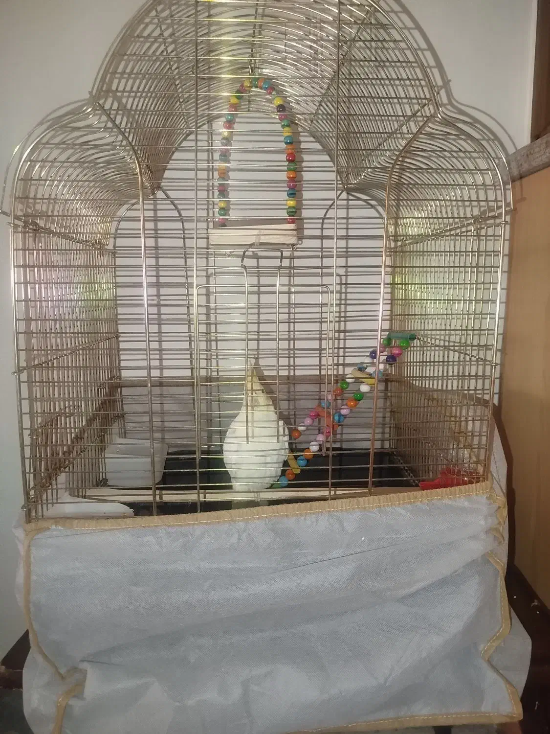 عروس هلندی با قفس،یک میلیون و شیصد|پرنده|اصفهان, شهرک کاوه|دیوار