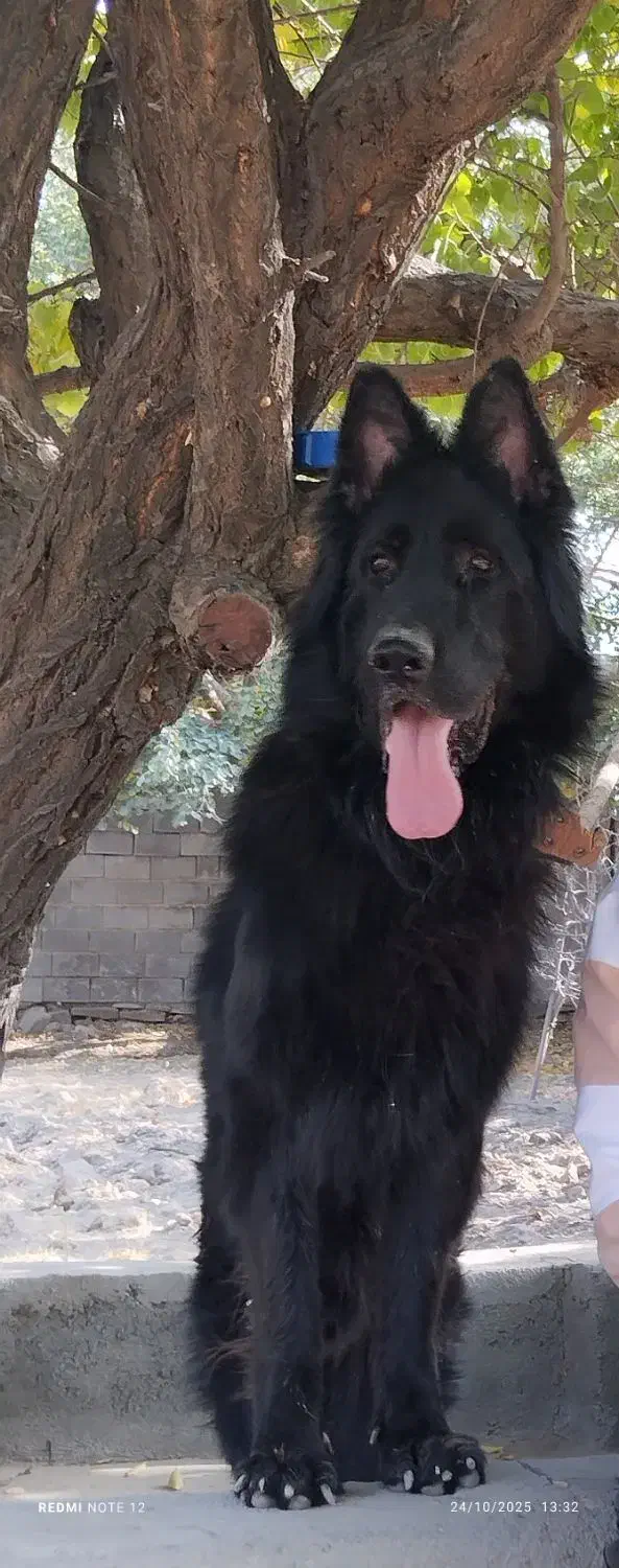 سگ ژرمن بلک|سگ|مشهد, الهیه|دیوار