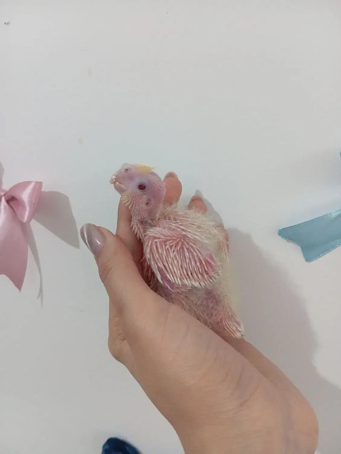 جوجه عروس هلندی|پرنده|مشهد, چهارچشمه|دیوار