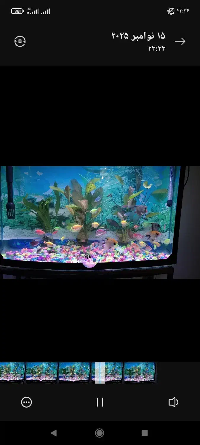 ماهی کالر|ماهی|ارومیه, |دیوار