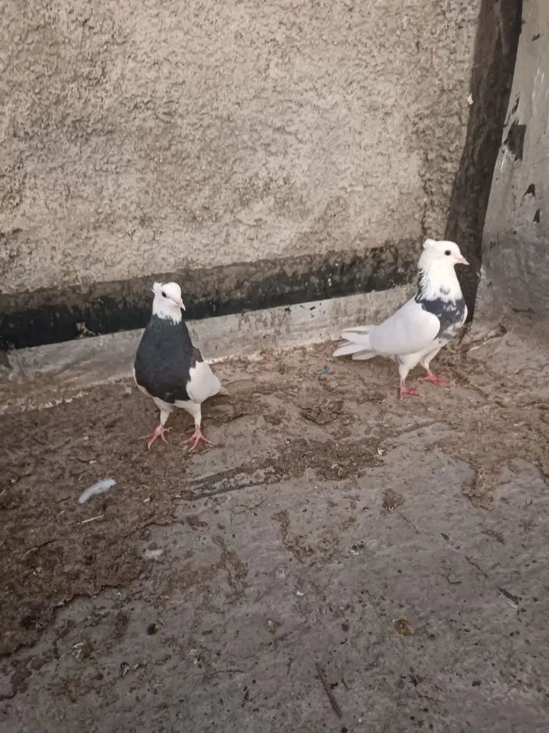 کبوتر طوقی|پرنده|ایذه, |دیوار