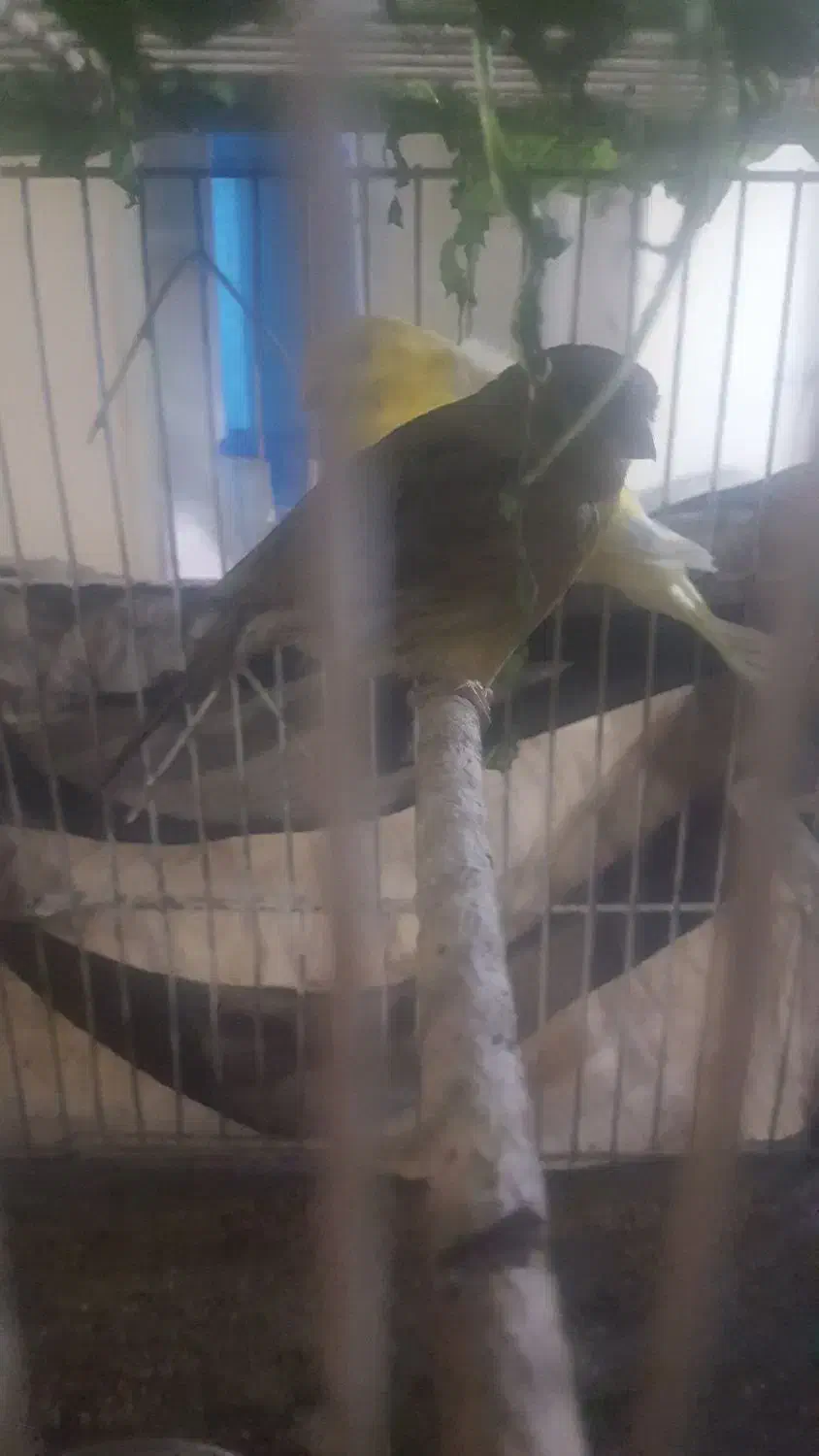 قناری|پرنده|قزوین, |دیوار