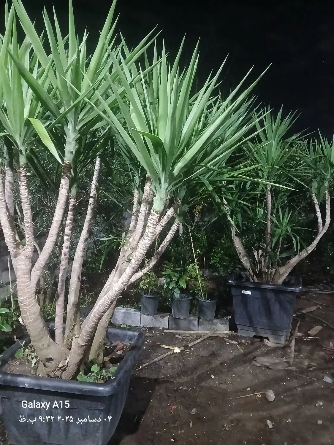 گل یوکا|گل و گیاه طبیعی|چابکسر, |دیوار