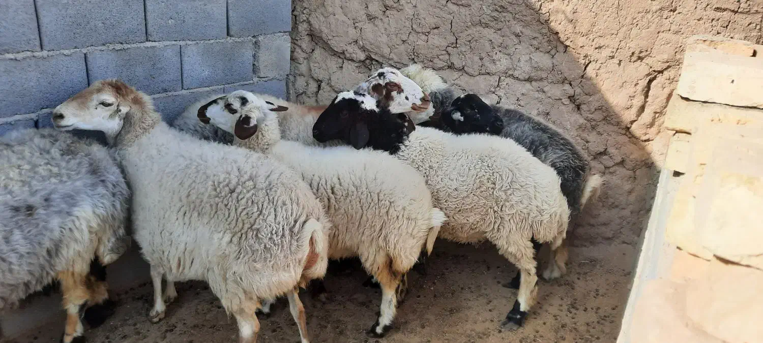 فروش میش و کر میش|حیوانات مزرعه|مهریز, |دیوار