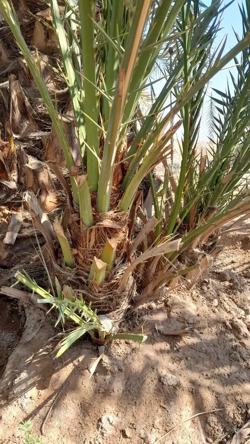 پاجوش برحی|گل و گیاه طبیعی|امیدیه, |دیوار