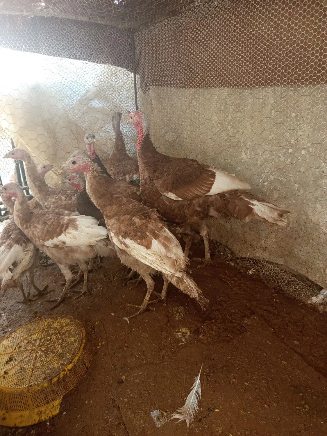 بوقلمون بروبو اصل|حیوانات مزرعه|مرودشت, ژیان|دیوار