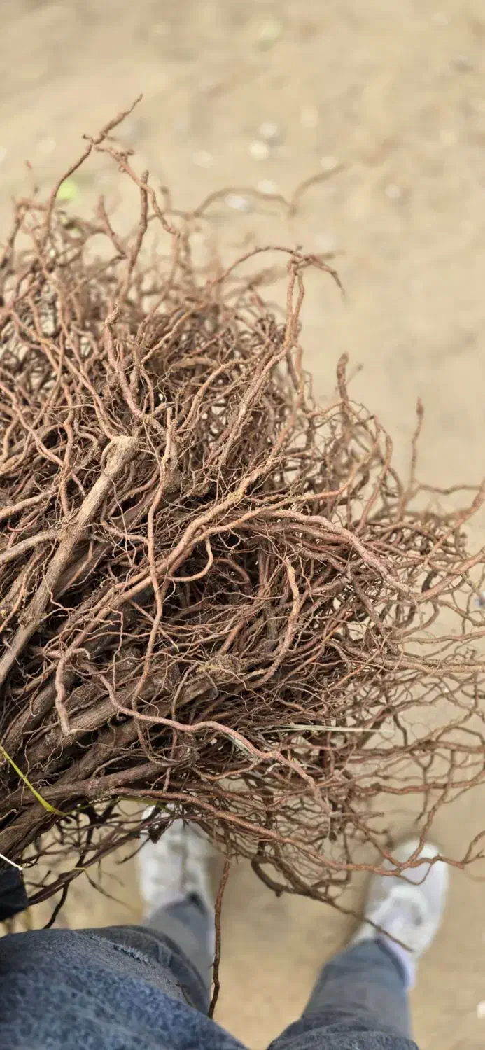 نهال انگور (موندرآپ)|خدمات باغبانی و درختکاری|زنجان, |دیوار