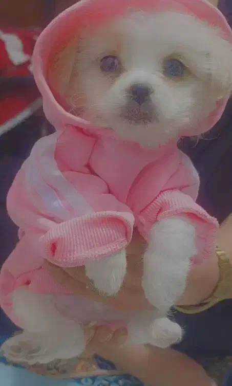 یه سگ کوچک تربیت شده شش میلیون|سگ|فولادشهر, مسکن مهر فولادشهر|دیوار