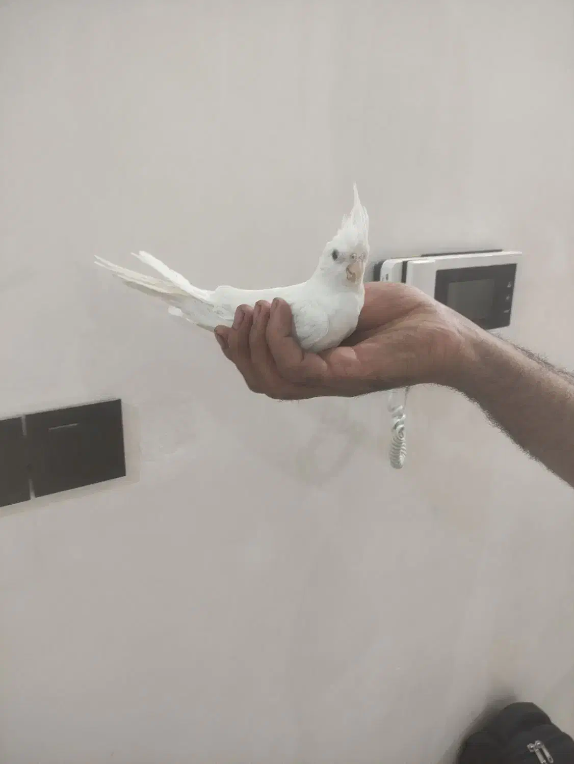 عروس هلندی البینو|پرنده|مشهد, کشف|دیوار