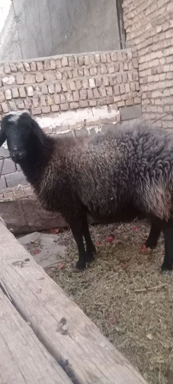 میش|حیوانات مزرعه|فردوس (خراسان), |دیوار