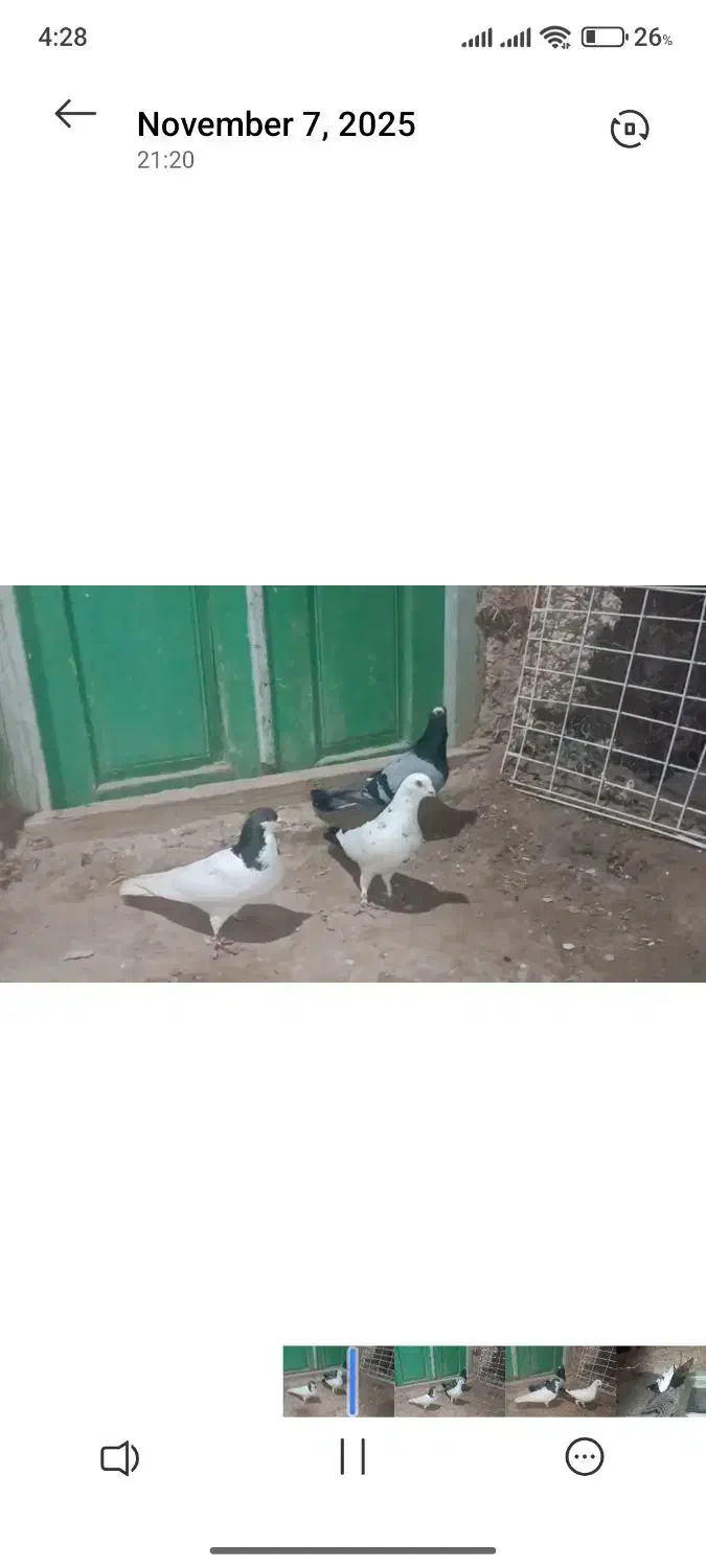 چهار تا کفتر مرتبط|پرنده|شیروان (خراسان), |دیوار