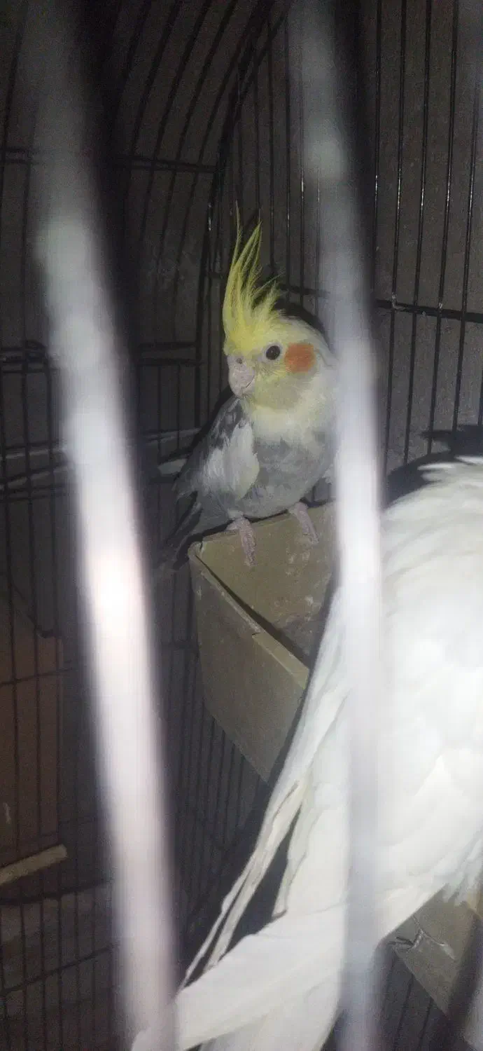 عروس هلندی نر|پرنده|بمپور, |دیوار