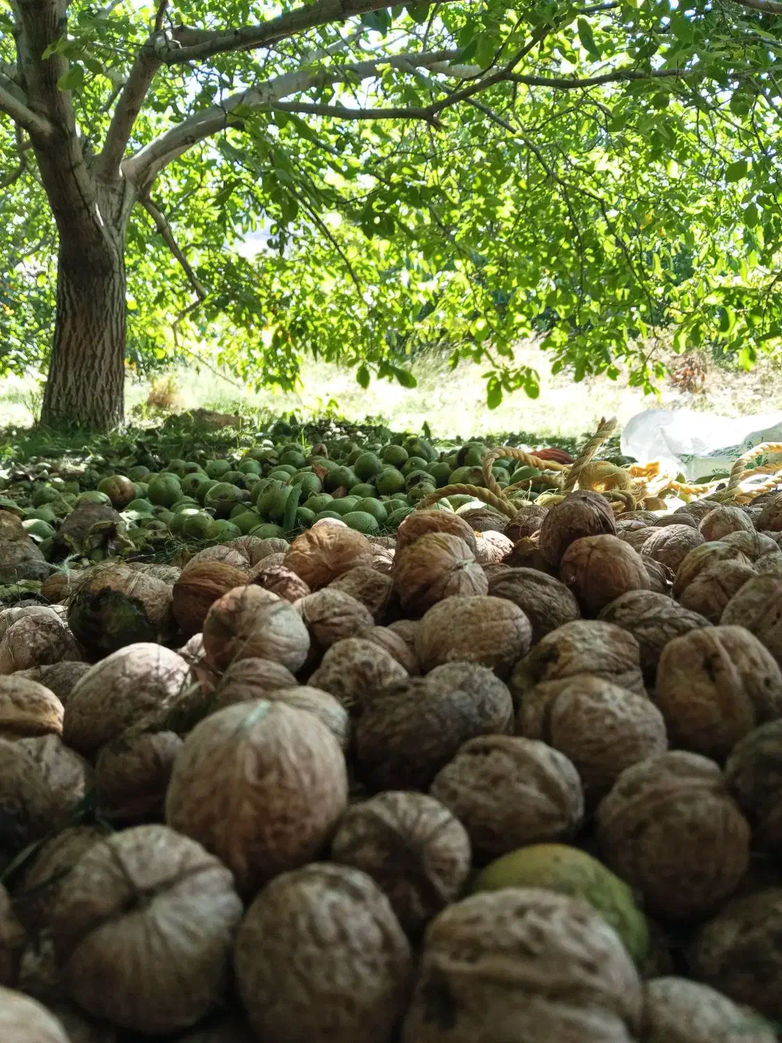 گردوی درجه یک|خوردنی و آشامیدنی|خاوه, |دیوار