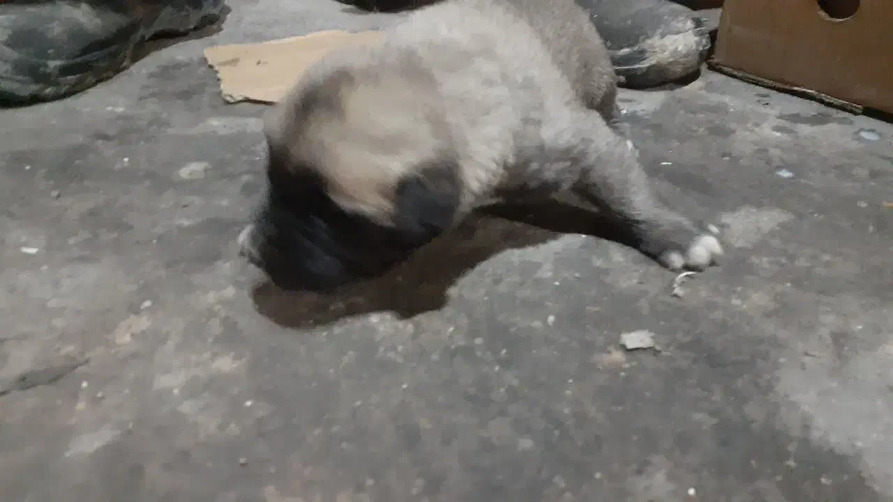 توله سگ سرابی اصیل|سگ|مشهد, کوی سیدی|دیوار