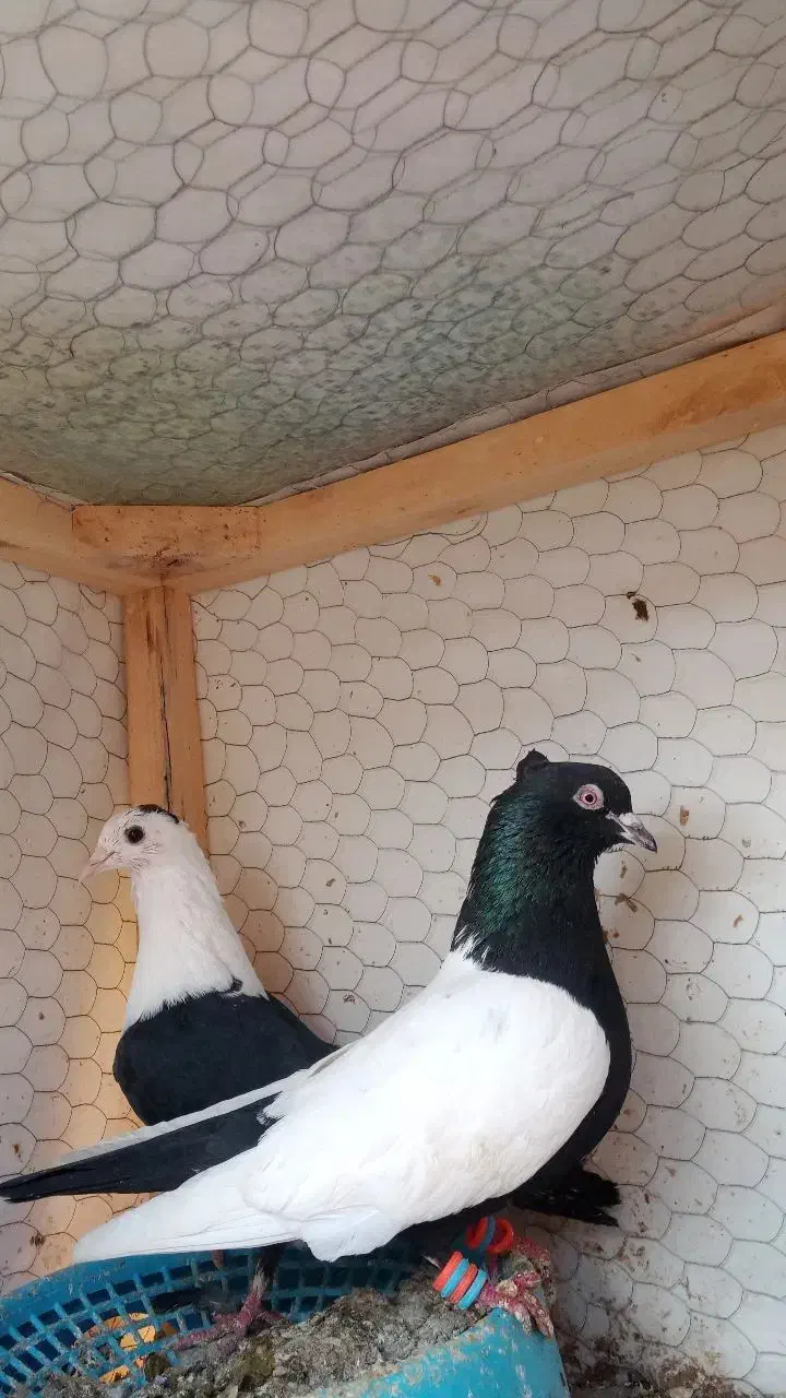 دوتا خوشگل|پرنده|نیشابور, مازول|دیوار