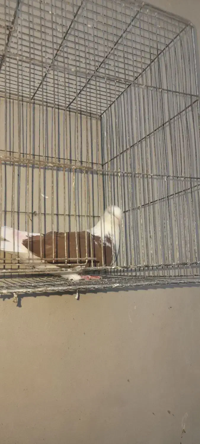 قلاقی قرمز نر|پرنده|اشترینان, |دیوار