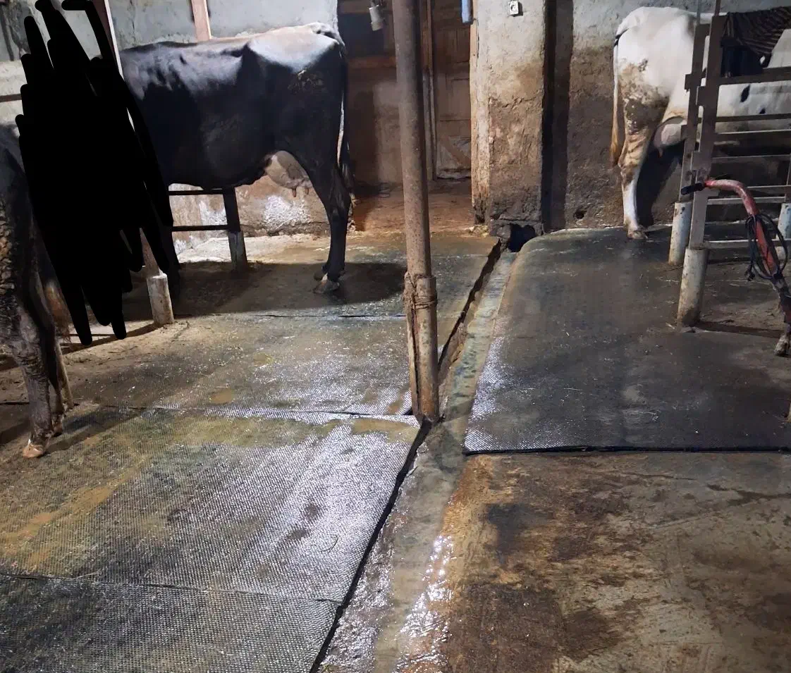 کفپوش گاو داری|حیوانات مزرعه|املش, |دیوار