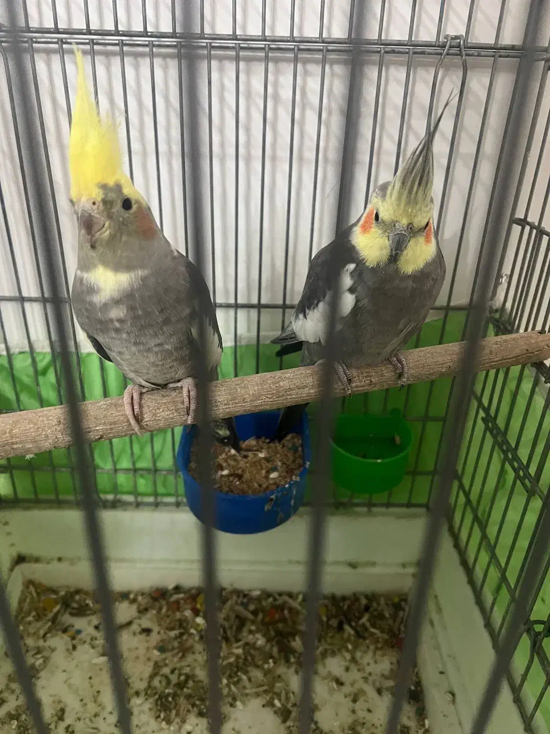 عروس هلندی|پرنده|فردیس, شهرک ناز|دیوار