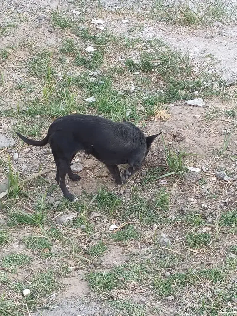 سگ شیواوا|سگ|بم, |دیوار