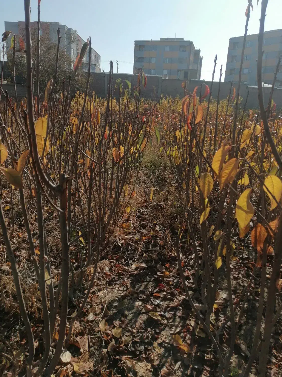 فروش نهال به صورت چکی|گل و گیاه طبیعی|شهریار, شهریار|دیوار