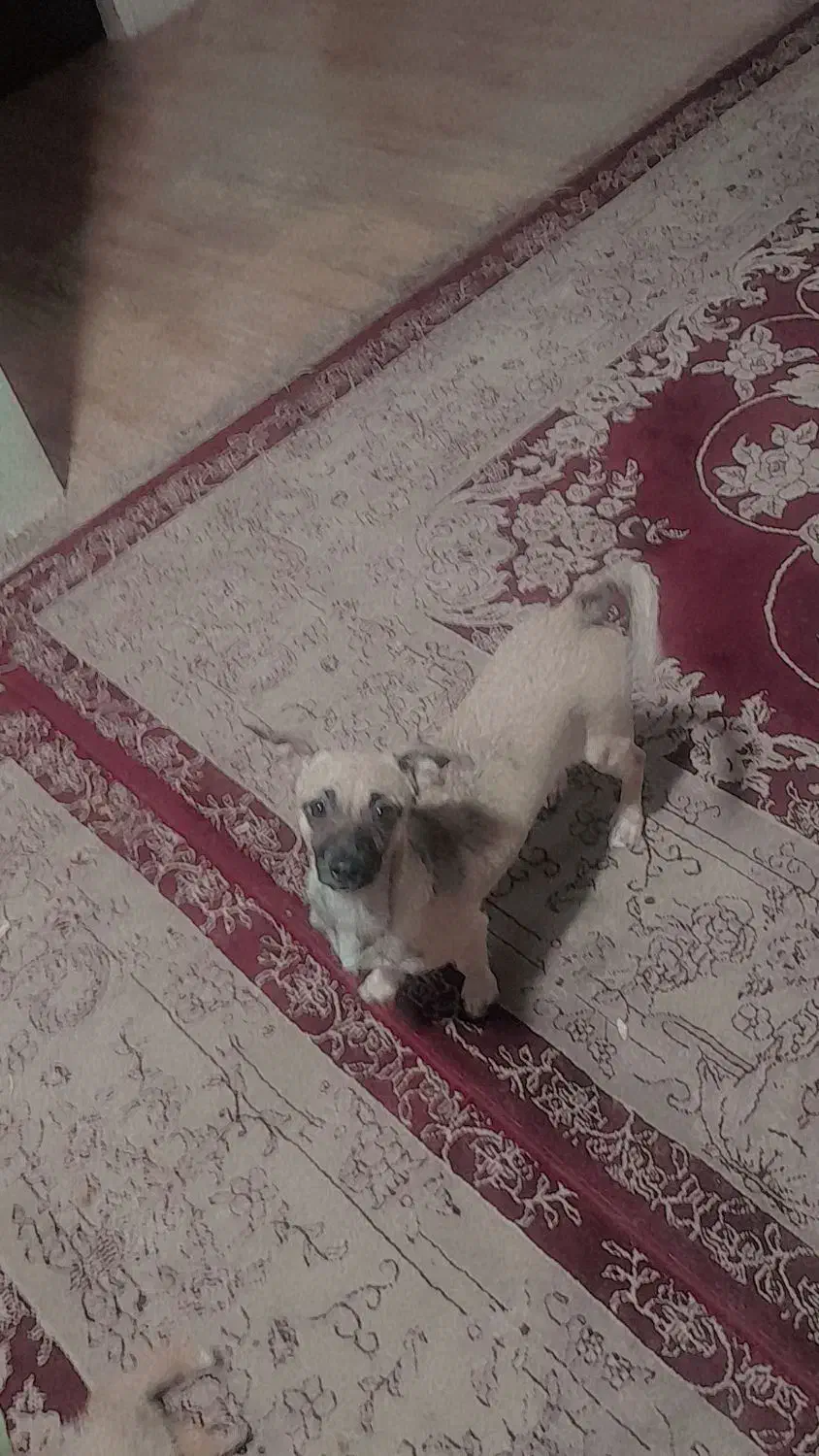 دزدیدن شدن سگ جسی ادش ورومینا|حیوانات|لنجان, |دیوار