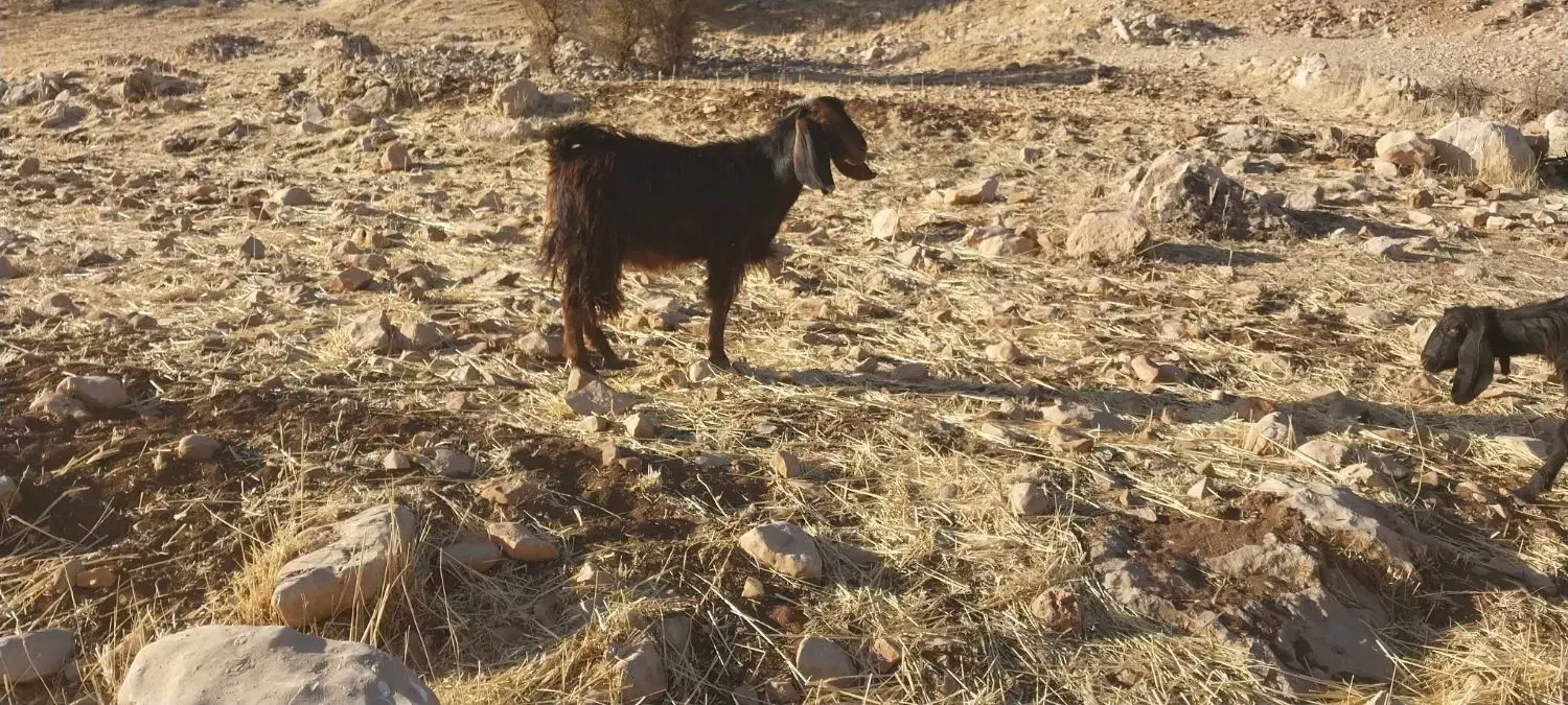 بز‌بزغاله‌جوان‌داشتی‌شیش‌عدد|حیوانات مزرعه|گیلان غرب, |دیوار