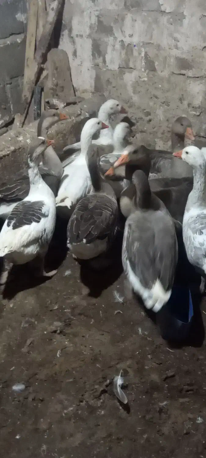 غاز|حیوانات مزرعه|هشترود, |دیوار