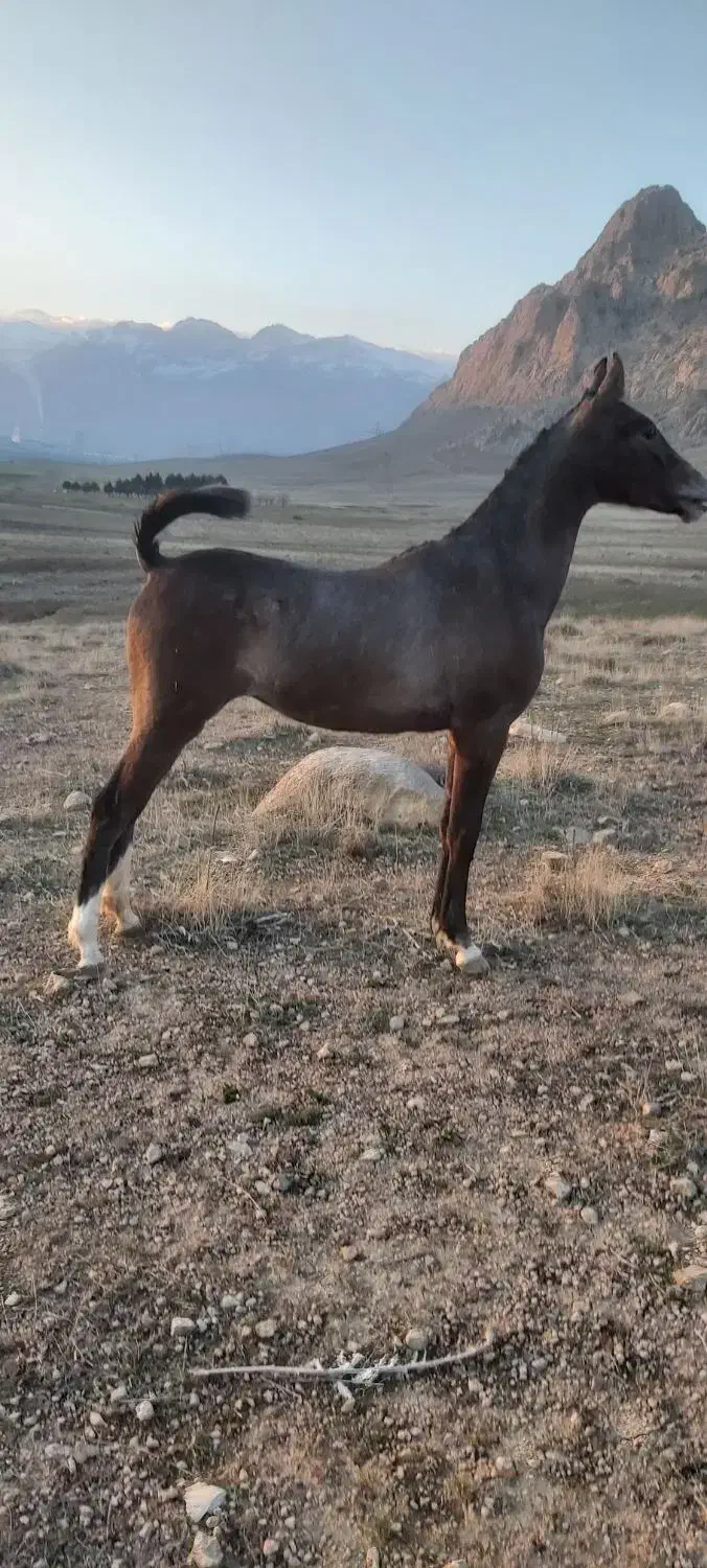 اسب|اسب و تجهیزات اسب‌سواری|بیستون, |دیوار