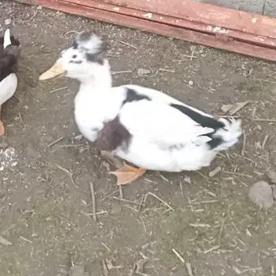 ۴ عدد اردک کاکلی نژاد دار.کاکل درشت وزیبا|حیوانات مزرعه|آستانه اشرفیه, |دیوار