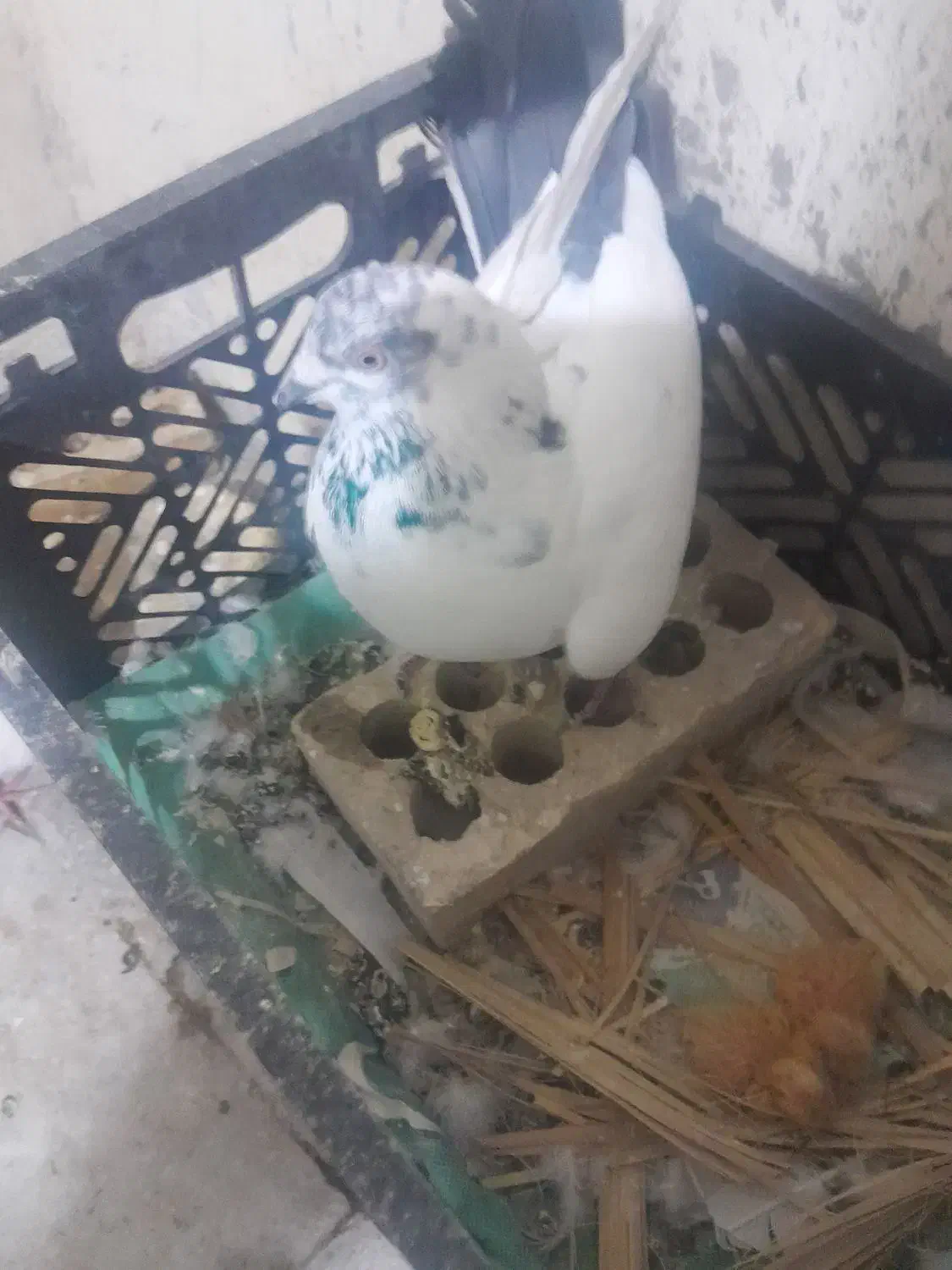 کله شیخ ماده گمشده|پرنده|مسجد سلیمان, |دیوار