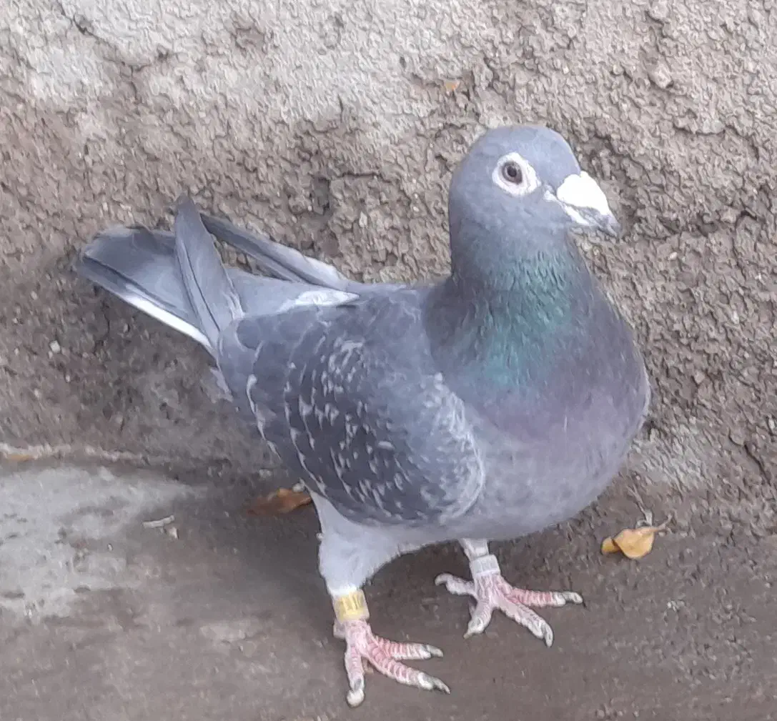 کبوتر رنگی .مسافتی|پرنده|بوئین زهرا, |دیوار