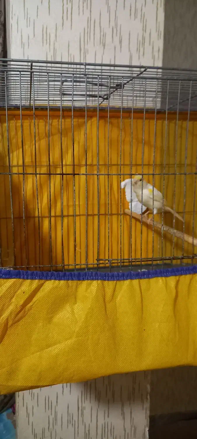 نر قرص بخون|پرنده|رزن, |دیوار