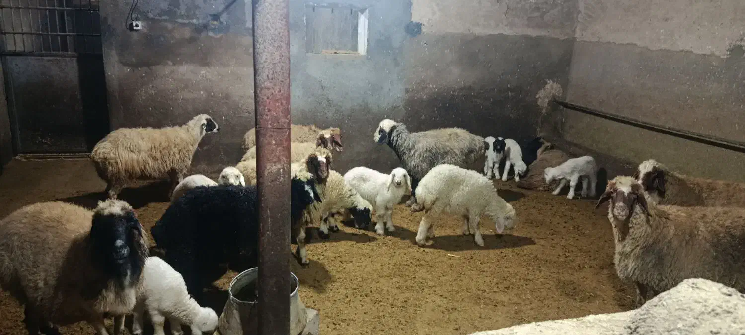 فروش 4جفت گوسفندباسه تابره|حیوانات مزرعه|روانسر, |دیوار