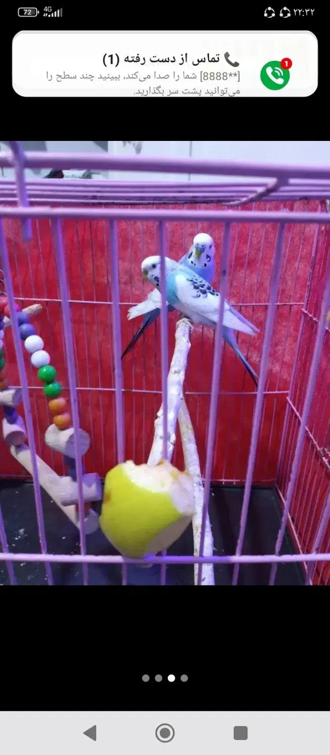 دو عدد مرغ عشق|پرنده|پاکدشت, پاکدشت (مامازند)|دیوار