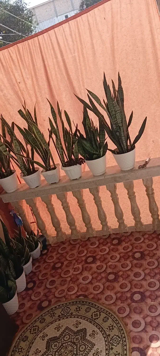 گل شمشیری|گل و گیاه طبیعی|تالش, هشتپر|دیوار