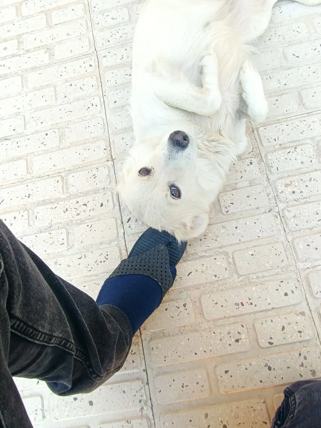 واگذاری سگ اشپیتز|سگ|فسا, |دیوار