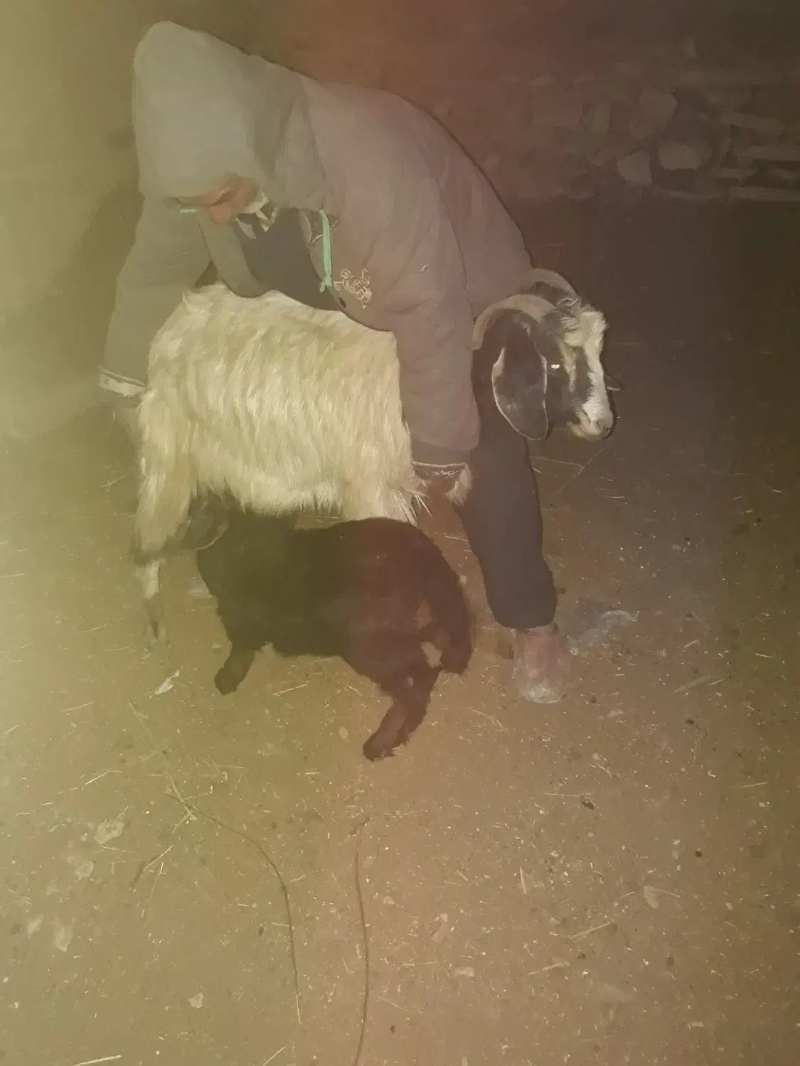 بزبابزگاله|حیوانات مزرعه|خرمدره, |دیوار