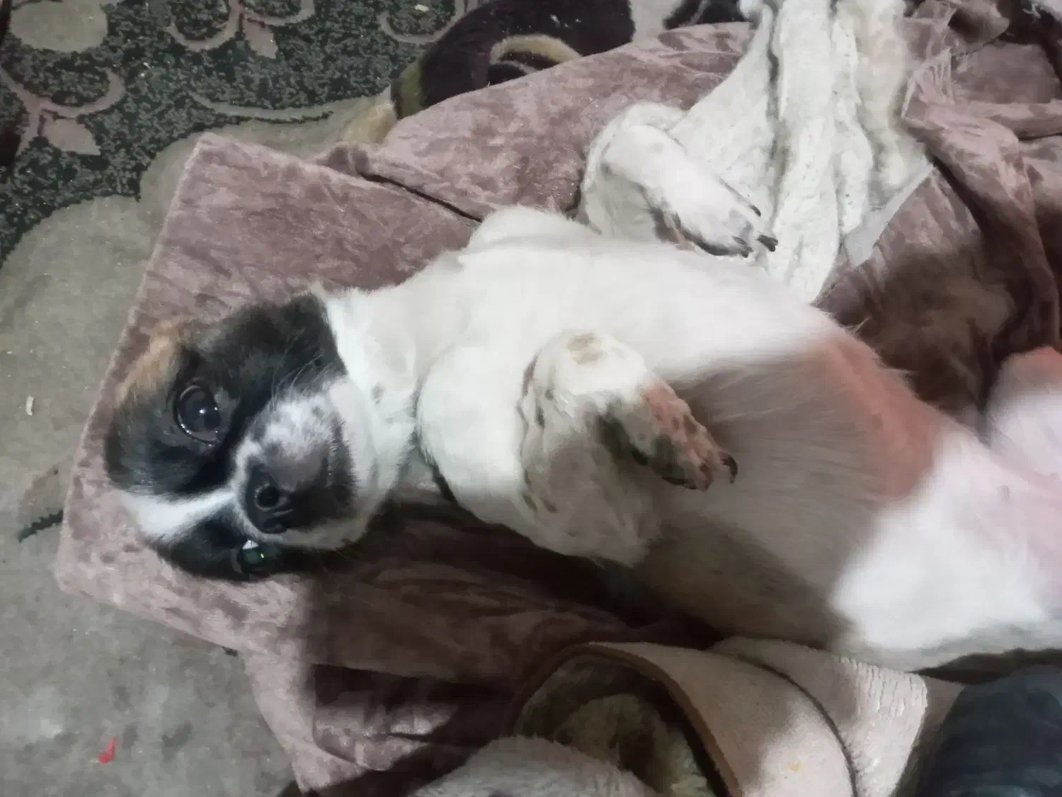 واگزاری سگ شیواوا|سگ|تهران, بیسیم|دیوار