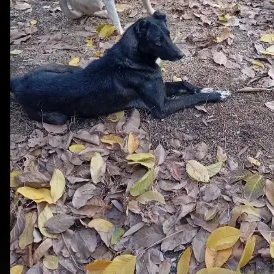 سگ دزدیده شده|حیوانات|کلاترزان, |دیوار