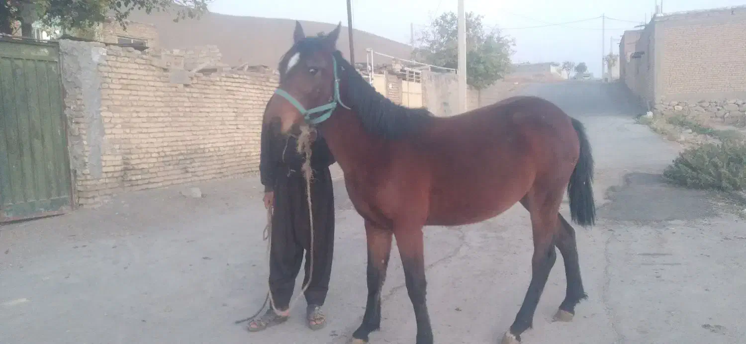 اسب پالونی|اسب و تجهیزات اسبسواری|بن, |دیوار