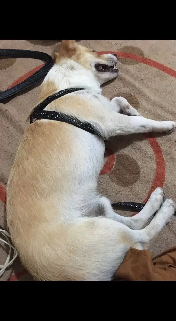 گم شده سگ|سگ|خوی, |دیوار