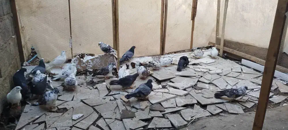 کبوتر معاوضه با گوشی|پرنده|آمل, |دیوار