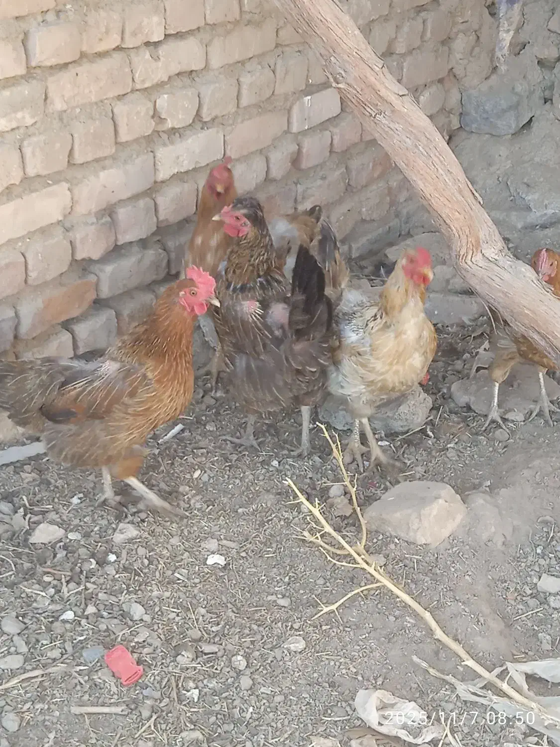 مرغ و کبوتر|پرنده|فرح دشت, |دیوار