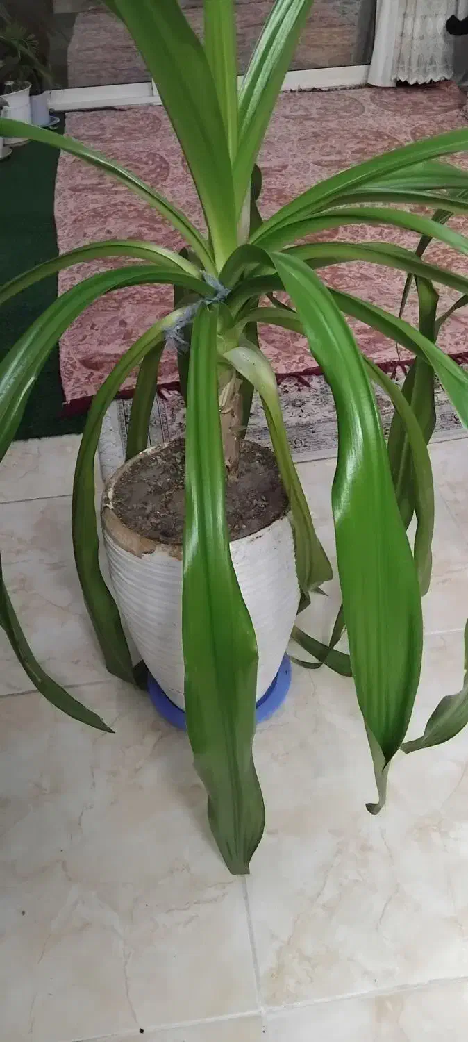 گل طبیعی|گل و گیاه طبیعی|اصفهان, خواجه عمید|دیوار