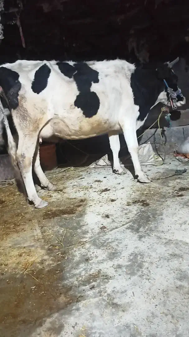 گاوشیری|حیوانات مزرعه|سیلاخور, |دیوار