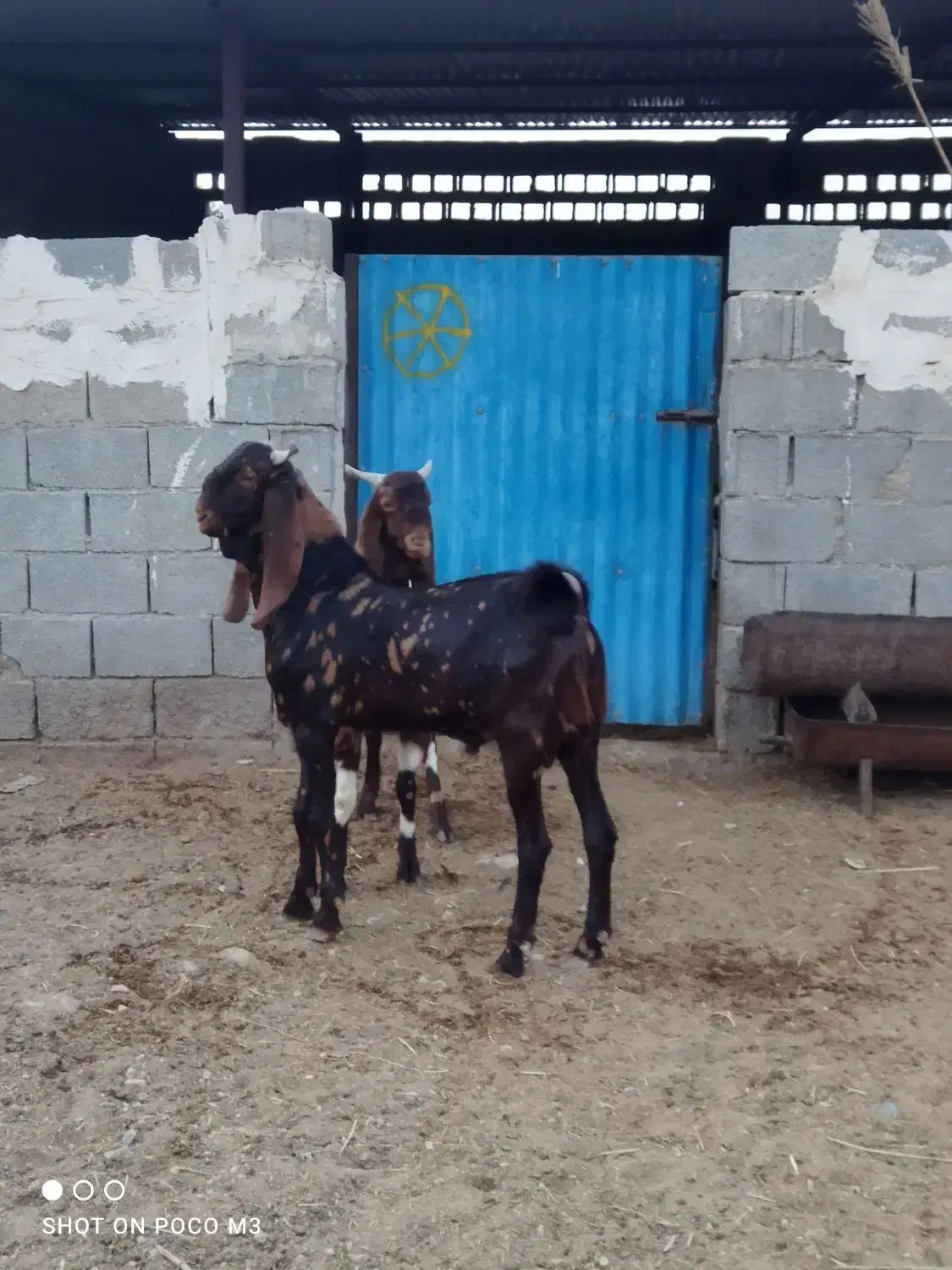 پازن|حیوانات مزرعه|برازجان, |دیوار